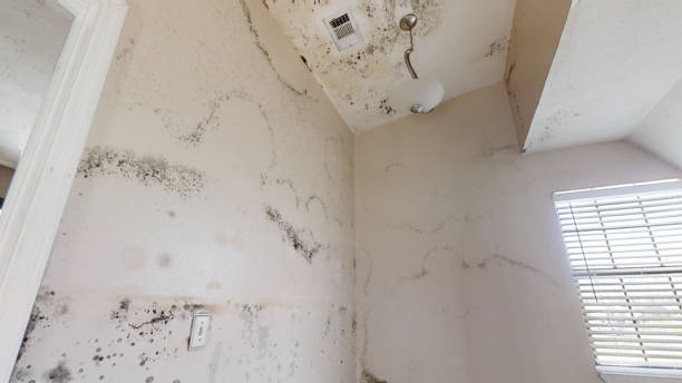 Best Indoor Air Quality Assessment  in Orange Park, FL