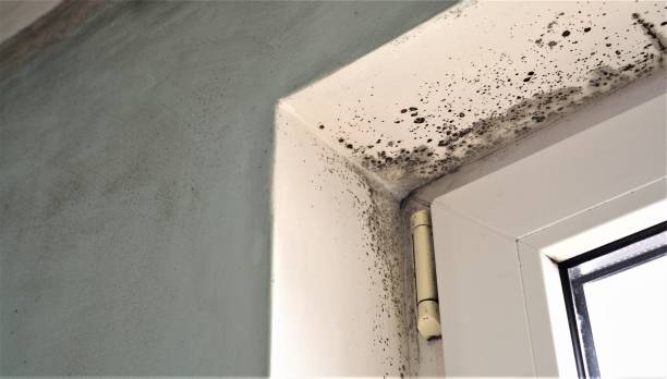 Best Residential Mold Inspection & Testing  in Orange Park, FL