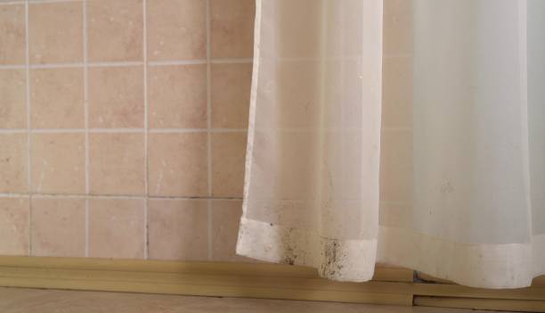  Orange Park, FL Mold Removal Pros