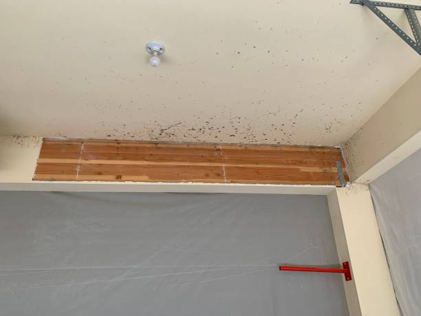 Best Mold-Related Health Consultation  in Orange Park, FL