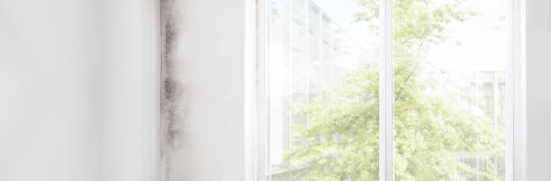 Best Mold Damage Restoration  in Orange Park, FL