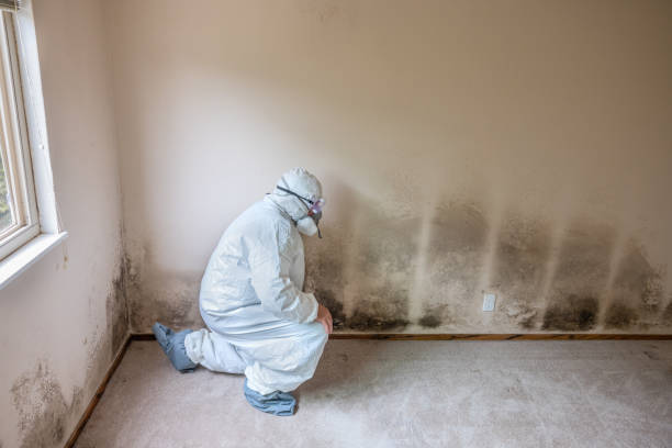 Best Mold Removal for HVAC Installations  in Orange Park, FL