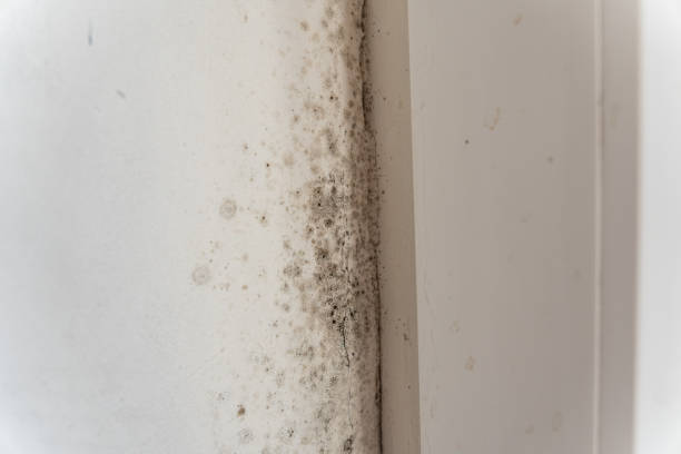 Best Air Quality Testing for Mold Spores  in Orange Park, FL