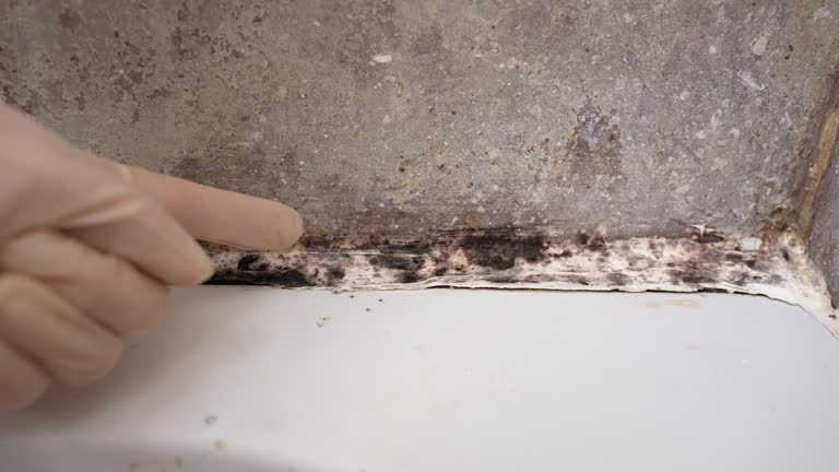Best Environmental Consulting for Mold Prevention  in Orange Park, FL