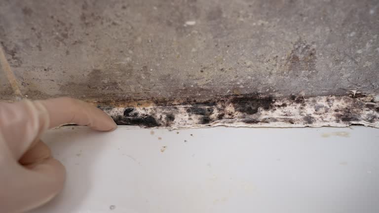 Best Industrial Mold Remediation  in Orange Park, FL