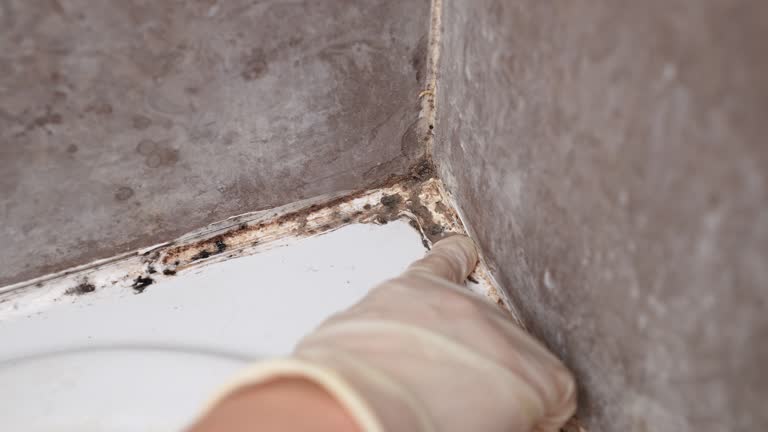 Best Water Damage & Mold Remediation  in Orange Park, FL