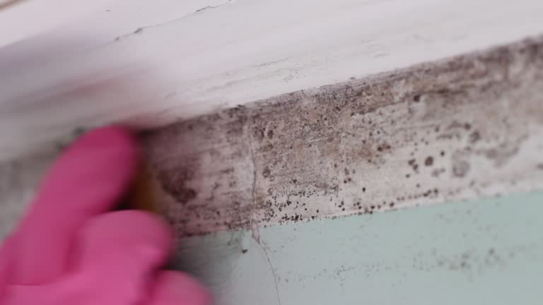 Best Mold Odor Removal Services  in Orange Park, FL